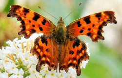 Comma butterfly