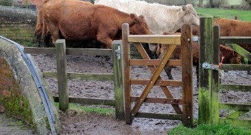 ColwickCows