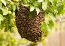 SwarmOfBees