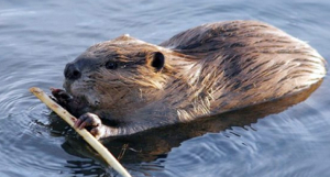 Beaver