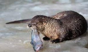 OtterFish