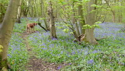 RustyBluebells