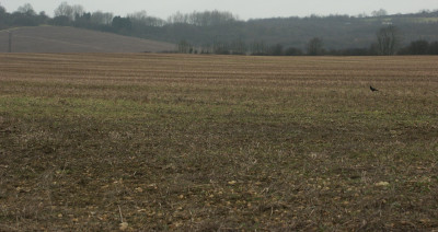 bogboroughHill