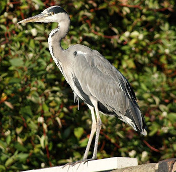 Heron at Oxley Arm