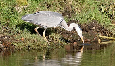 Heron on B F 2