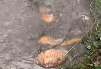 DeadFish