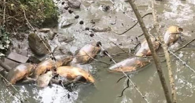 HarthillFishDeaths