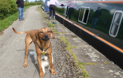 Rusty with dog