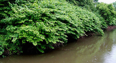 Japanese knotweed Stoke
