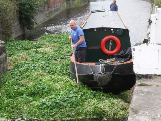 floating pennywort lock