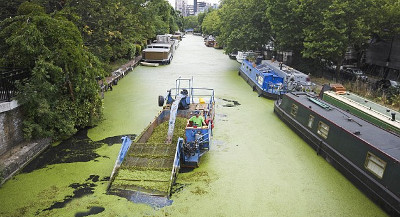 DuckweedLittle Venice2