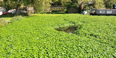 FloatingPennywort