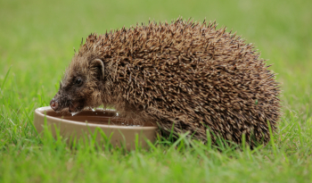 Hedgehog