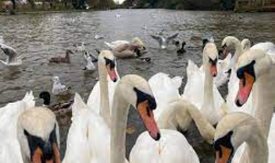SwansStratford