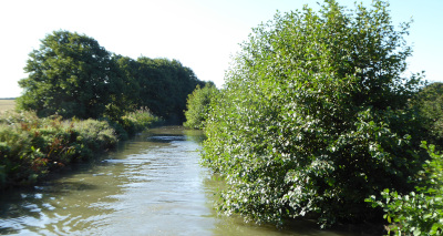 AlderTree