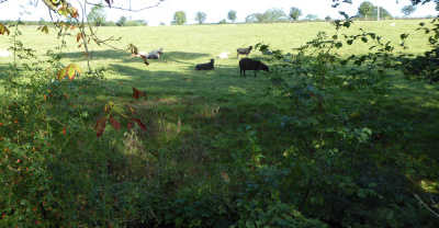 BlackSheep