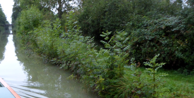 MountainAsh